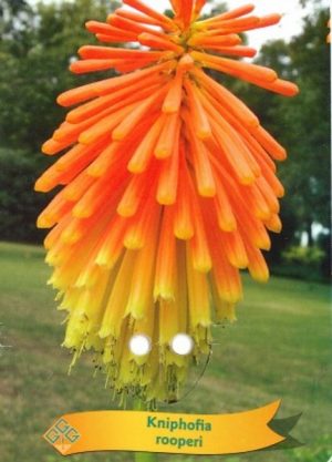 Kniphofia rooperi