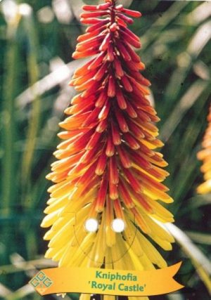 Kniphofia 'Royal Castle'
