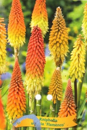 Kniphofia ulvaria 'Flamenco'