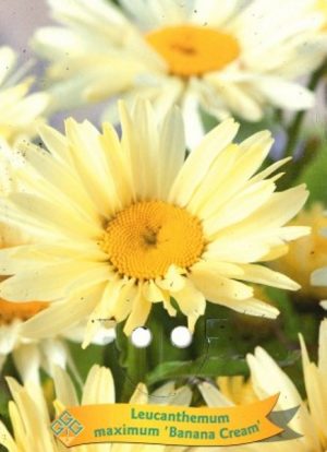 Leucanthemum maximum 'Banana Cream'
