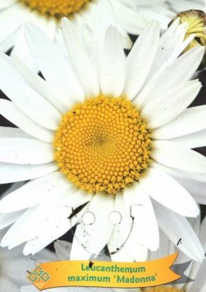 Leucanthemum maximum 'Madonna'