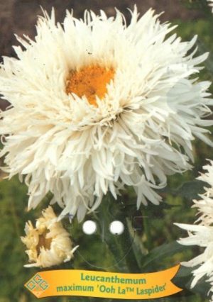 Leucanthemum maximum 'Laspider'