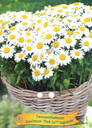 Leucanthemum maximum 'Ooh La Lagrande'