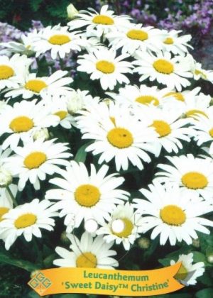 Leucanthemum 'Sweet Daisy Christine'