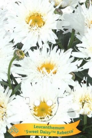 Leucanthemum 'Sweet Daisy Rebecca'