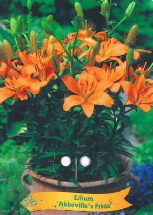 Lilium 'Abbeville's Pride'