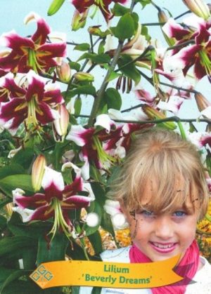 Lilium 'Beverly Dreams'