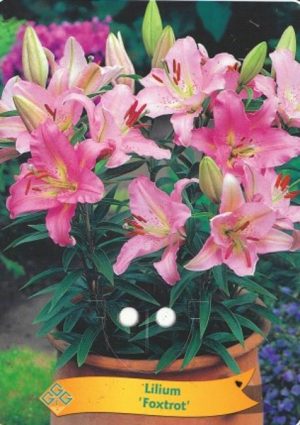 Lilium 'Foxtrot'