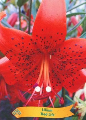 Lilium 'Red Life'