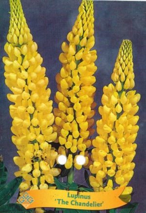 Lupinus 'The Chandelier'