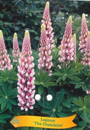 Lupinus 'The Chatelaine'