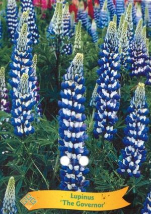 Lupinus 'The Governor'