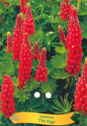Lupinus 'The Page'