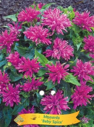 Monarda 'Baby Spice'