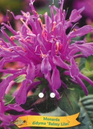 Monarda didyma 'Balmy Lilac'