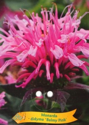 Monarda didyma 'Balmy Pink'