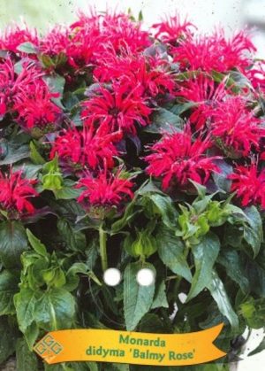 Monarda didyma 'Balmy Rose'
