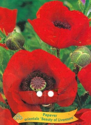 Papaver orientale 'Beauty of Livemore'
