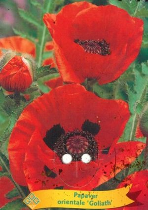 Papaver orientalis 'Goliath'