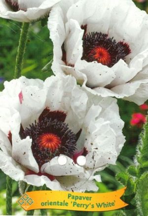 Papaver orientale 'Perry's White'