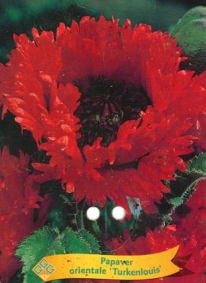 Papaver orientalis 'Turkenlouis'