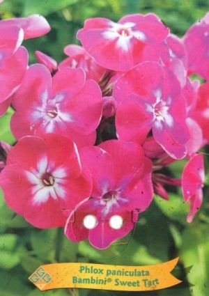 Phlox paniculata 'Sweet Tart'