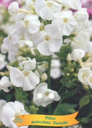 Phlox paniculata 'Danielle'