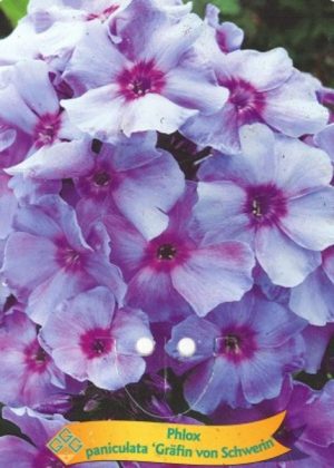 Phlox paniculata 'Grafin von Schwerin'