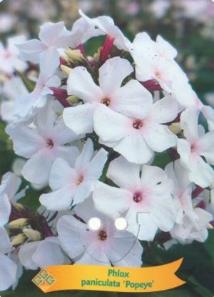 Phlox paniculata 'Popeye'