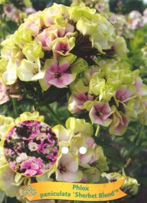 Phlox paniculata 'Sherbet Blend'