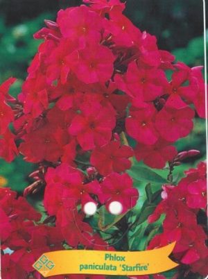 Phlox paniculata 'Starfire'