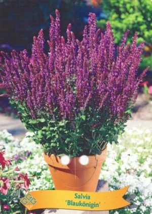 Salvia 'Blaukonigin'