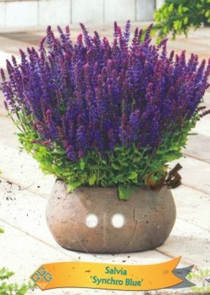 Salvia 'Synchro Blue'