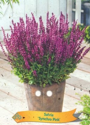 Salvia 'Synchro Pink'