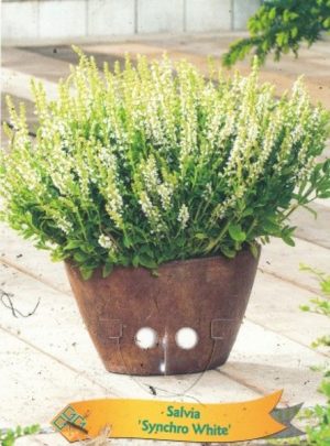 Salvia 'Synchro White'