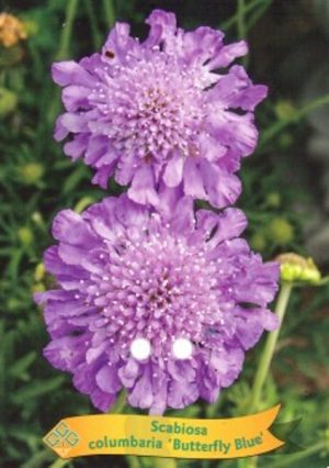 Scabiosa columbaria 'Butterfly Blue'