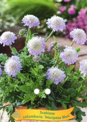 Scabiosa columbaria 'Mariposa Blue'