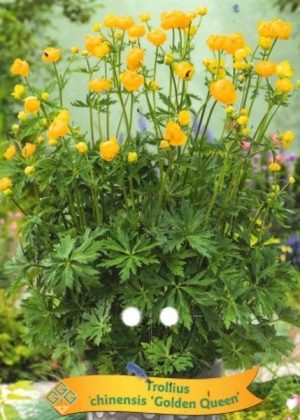 Trollius chinensis 'Golden Queen'