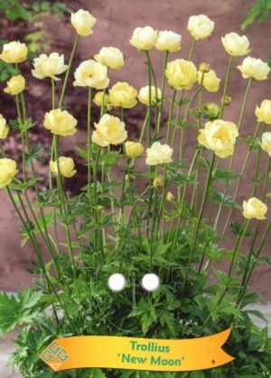 Trollius 'New Moon'