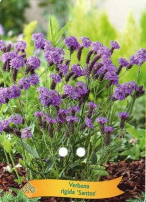 Verbena rigida 'Santos'