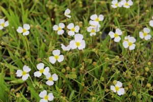Marginal - Baldellia ranunculoides