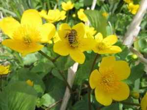 Marginal - Caltha palustris