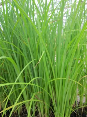 Marginal - Carex acuta