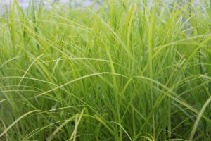 Marginal - Carex muskingumensis