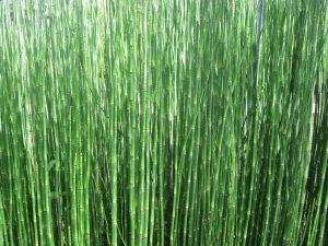 Marginal - Equisetum hyemale