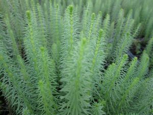 Marginal/Oxygenator - Hippuris vulgaris