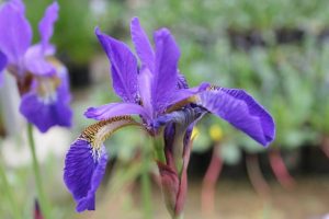 Damp Ground - Iris sibirica