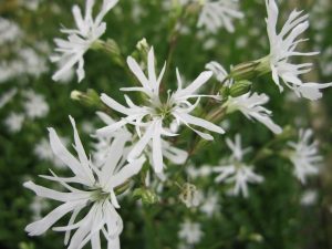 Damp ground - Lychnis flos-cuculi 'White Robin'