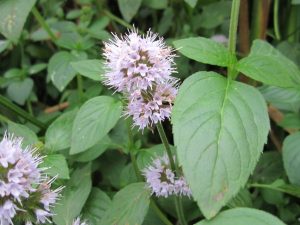 Mentha aquatica