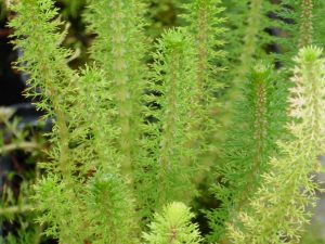 Marginal/Oxygenator - Myriophyllum crispatum